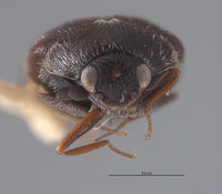 Cryptorhopalum poorei image