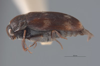 Cryptorhopalum poorei image