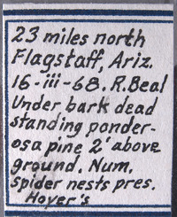 Cryptorhopalum poorei image