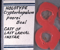 Cryptorhopalum poorei image