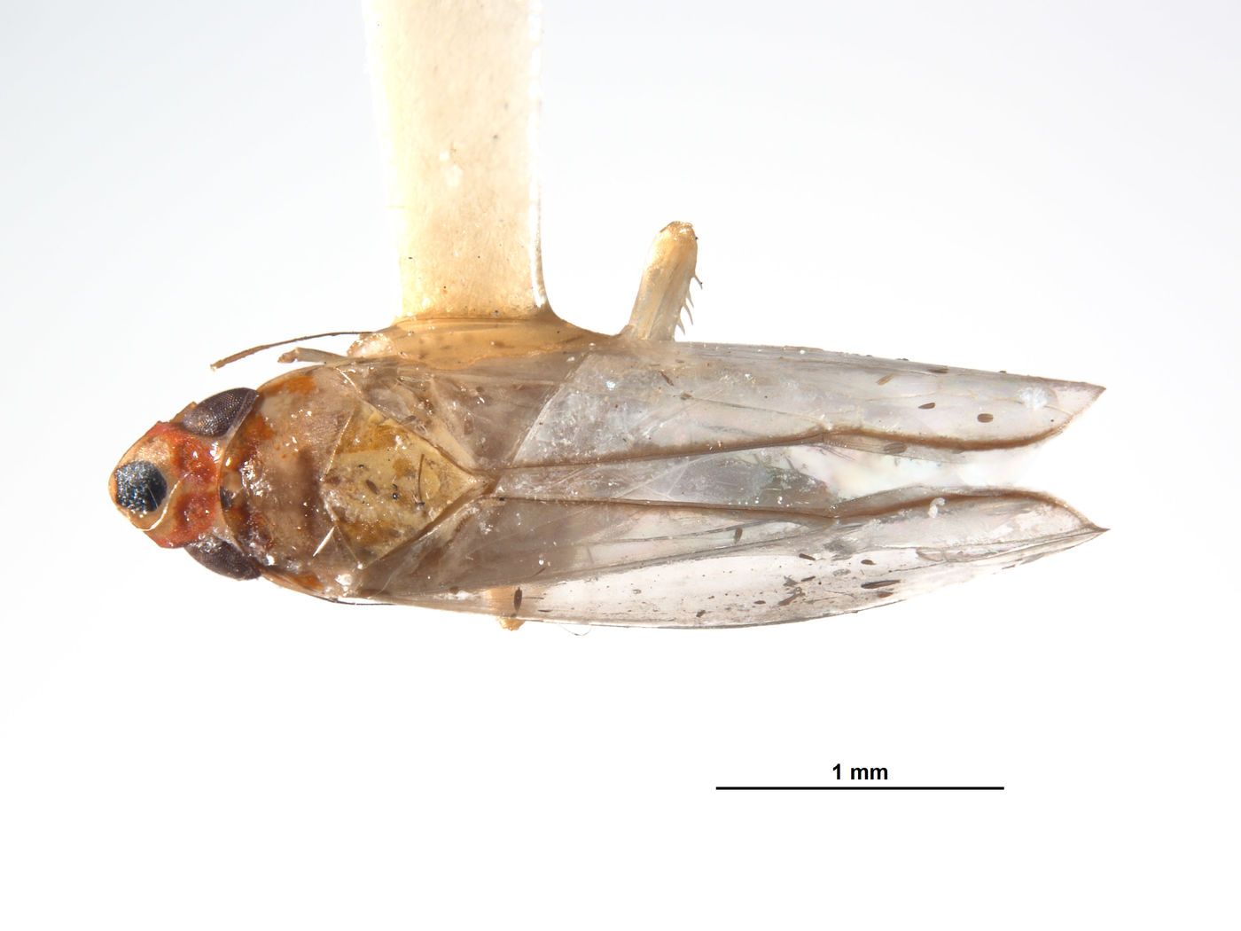 Coelindroma fungoma image