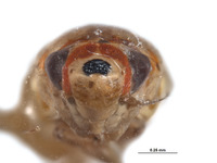 Coelindroma fungoma image