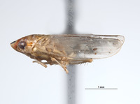 Coelindroma fungoma image