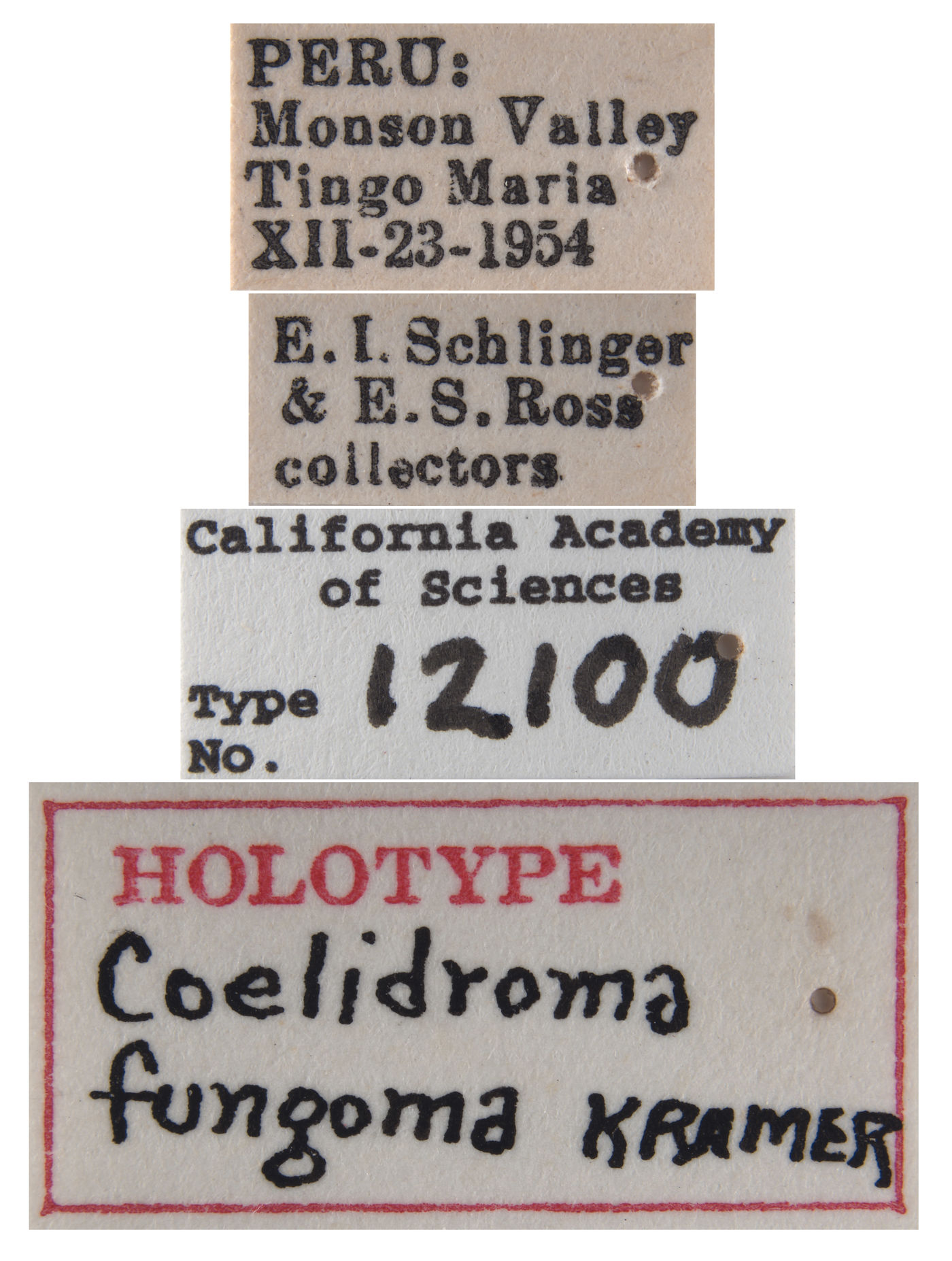 Coelindroma fungoma image