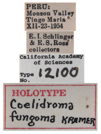 Coelindroma fungoma image