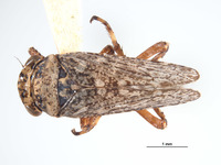 Lystridea wilkeyi image