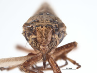 Lystridea wilkeyi image