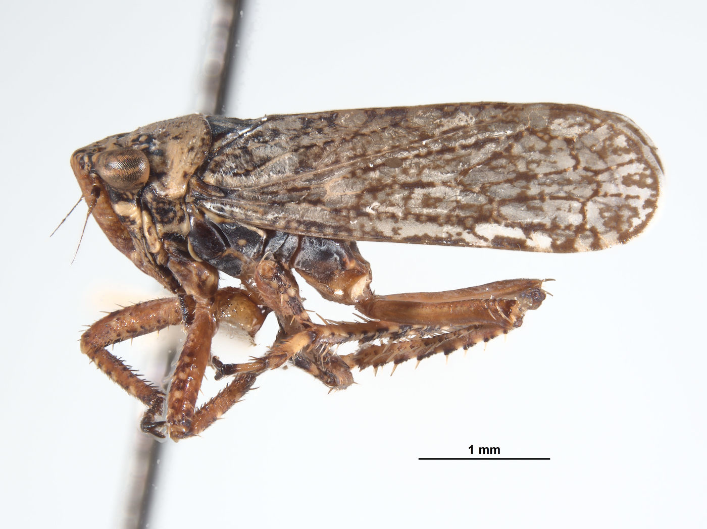 Lystridea wilkeyi image
