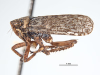 Lystridea wilkeyi image