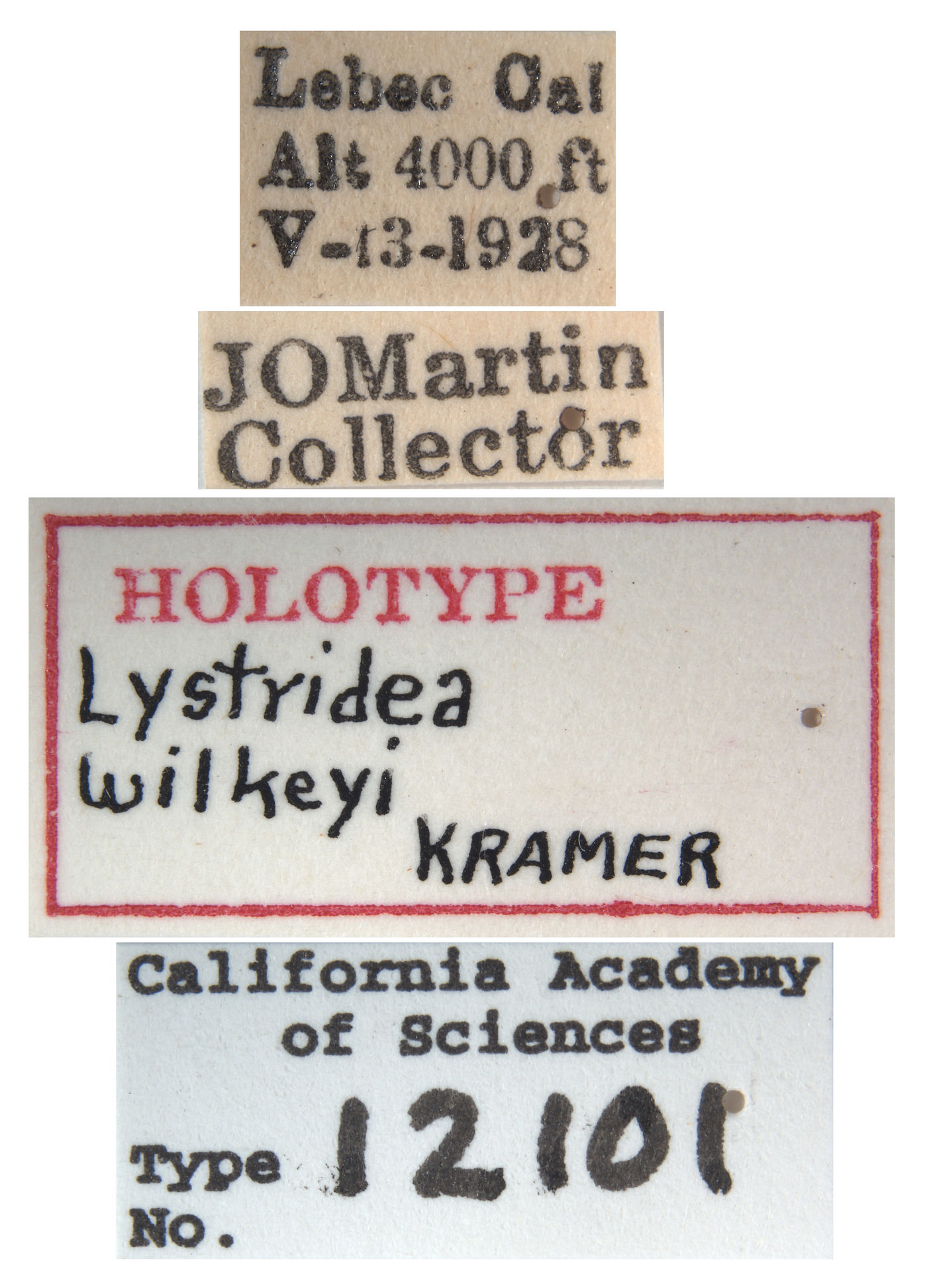 Lystridea wilkeyi image