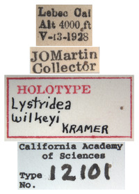 Lystridea wilkeyi image