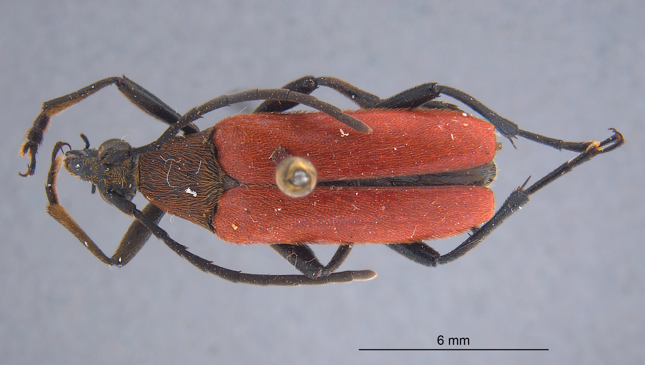 Megachoriolaus image