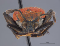 Megachoriolaus nigricollis image