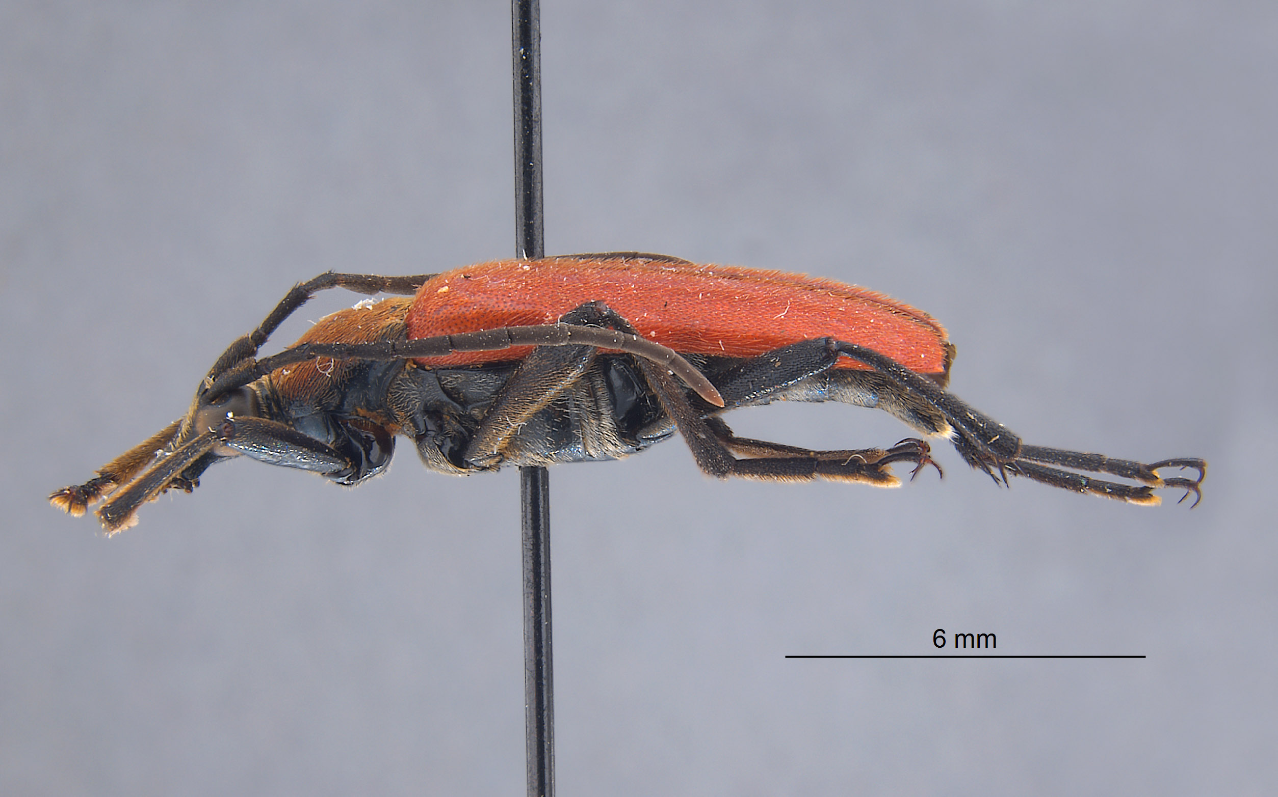 Megachoriolaus nigricollis image