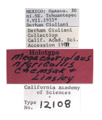 Megachoriolaus nigricollis image