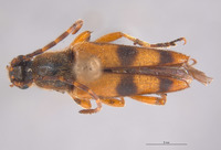Leptura (Leptura) image