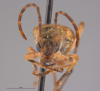 Leptura (Leptura) image