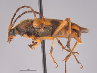 Leptura hovorei image