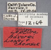 Image of Leptura hovorei