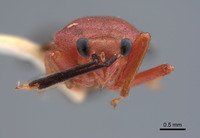 Neella peruana image