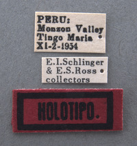 Neella peruana image