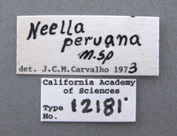Neella peruana image