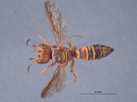 Eucerceris lapazensis image