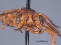 Eucerceris lapazensis image