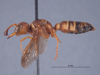 Eucerceris lapazensis image