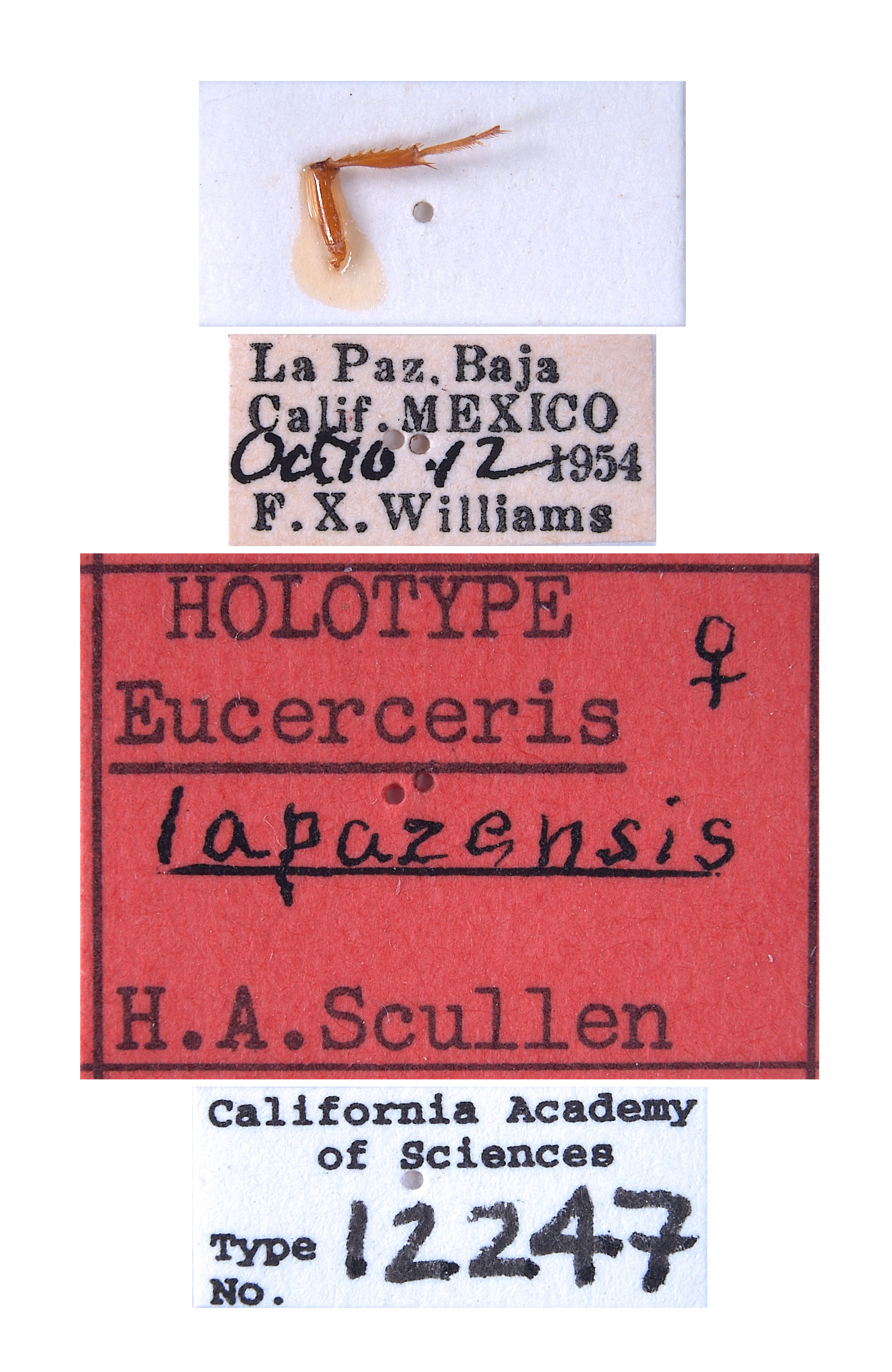 Eucerceris lapazensis image