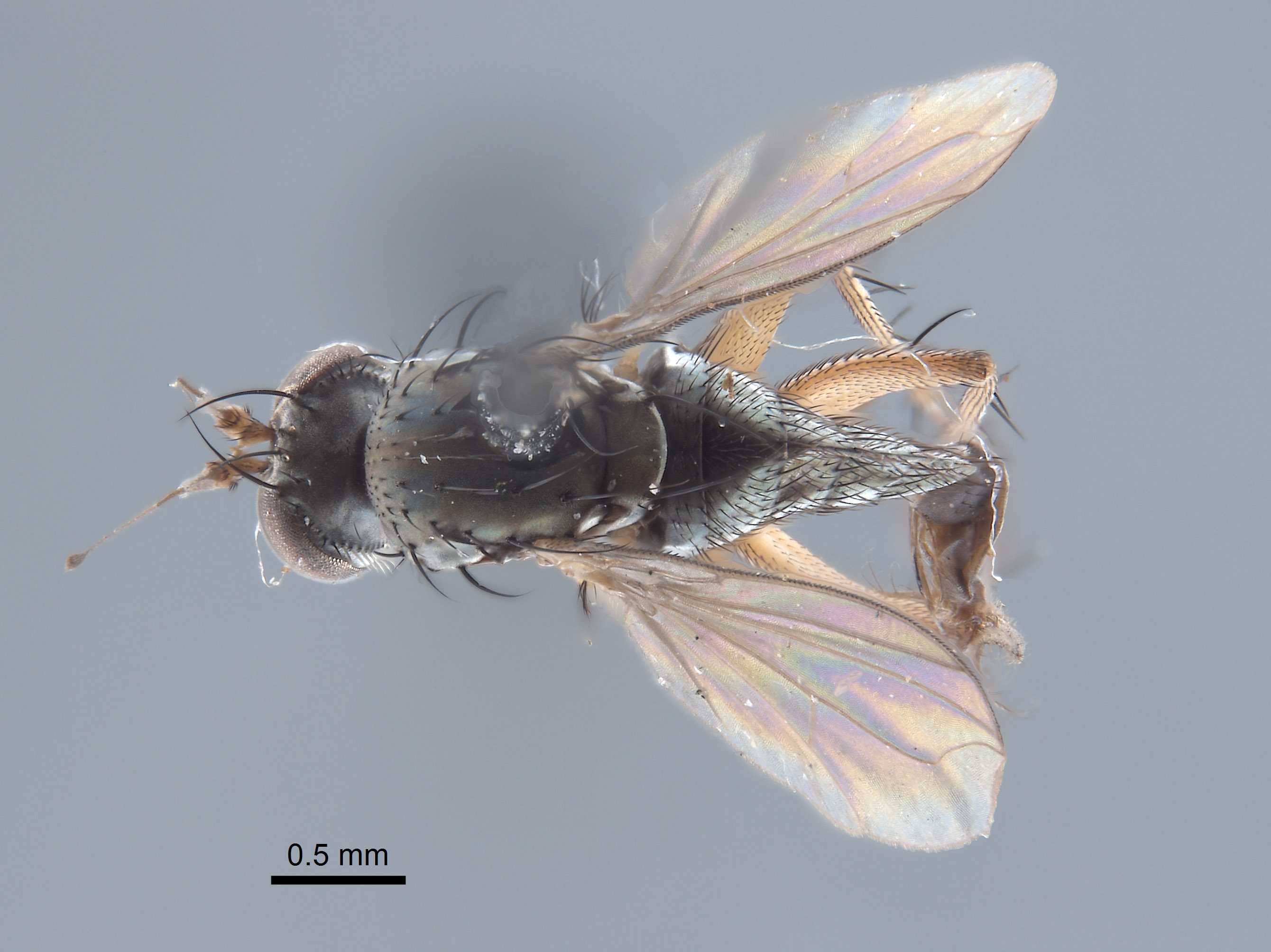 Paraclius fraternus image