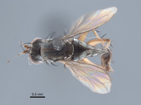 Paraclius fraternus image