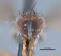 Paraclius fraternus image