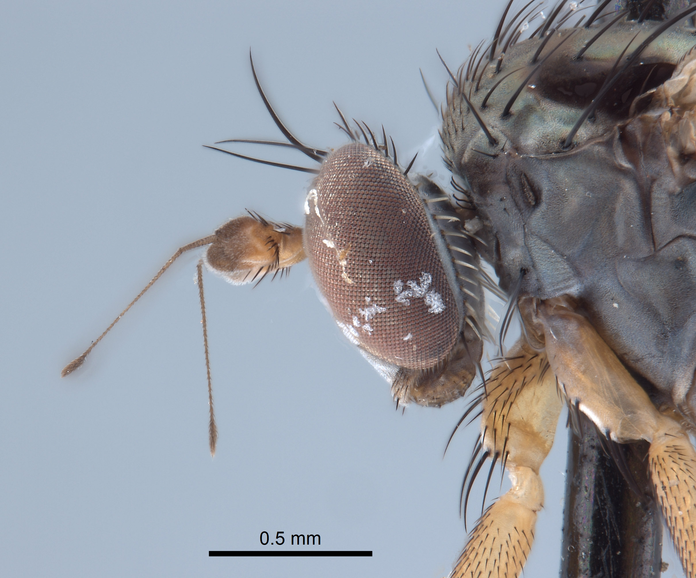 Paraclius fraternus image
