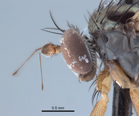 Paraclius fraternus image