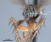 Paraclius fraternus image