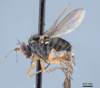 Image of Paraclius fraternus