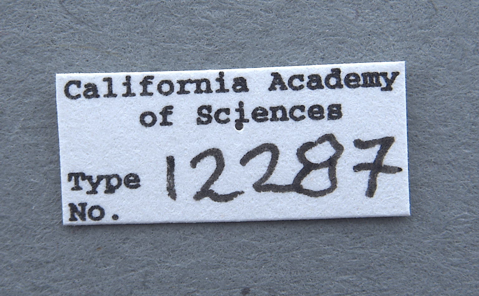 Paraclius fraternus image