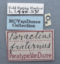 Paraclius fraternus image