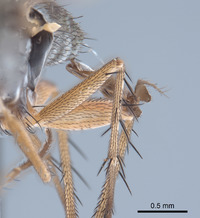 Paraclius fraternus image