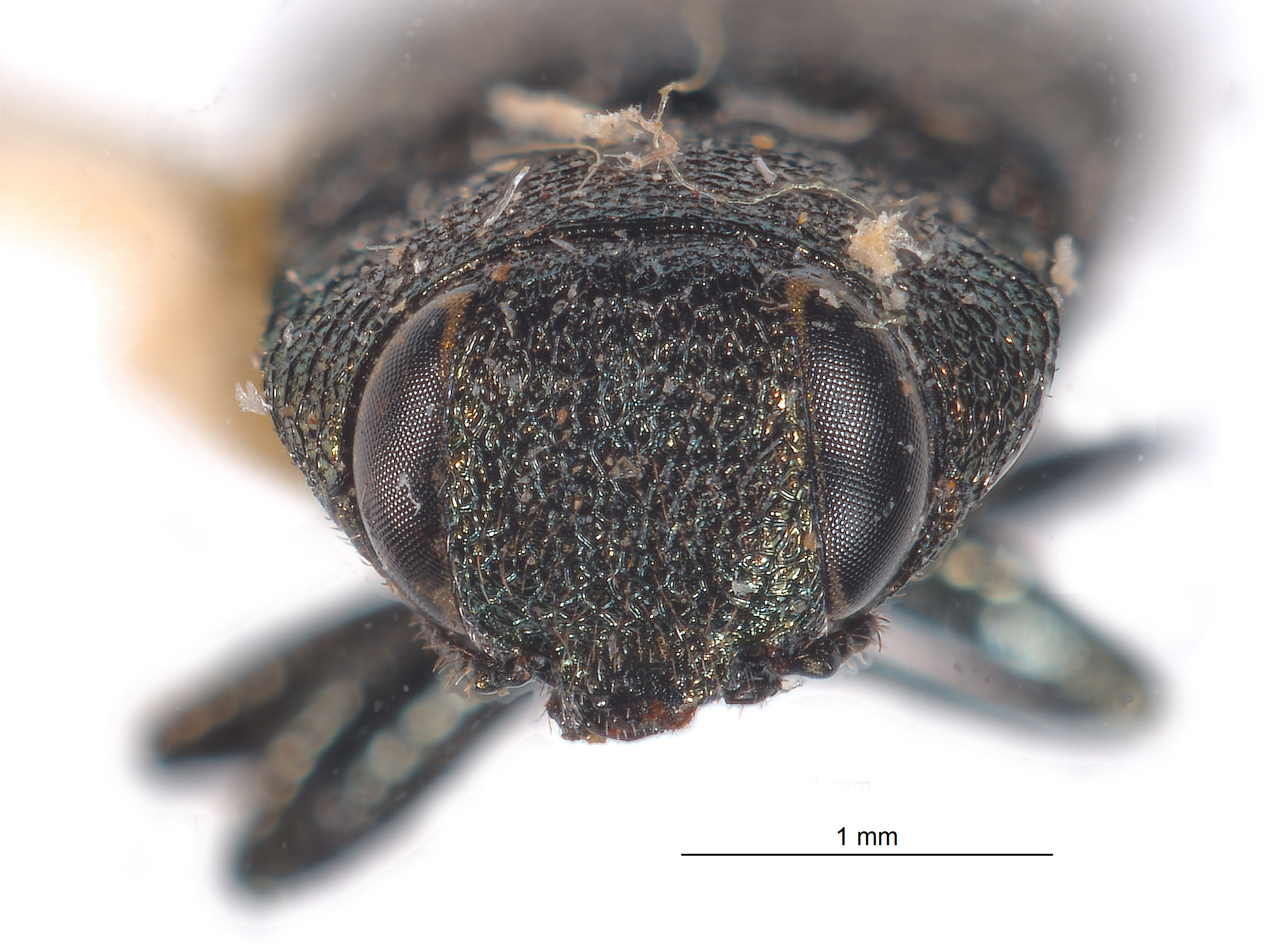 Anthaxia porella image