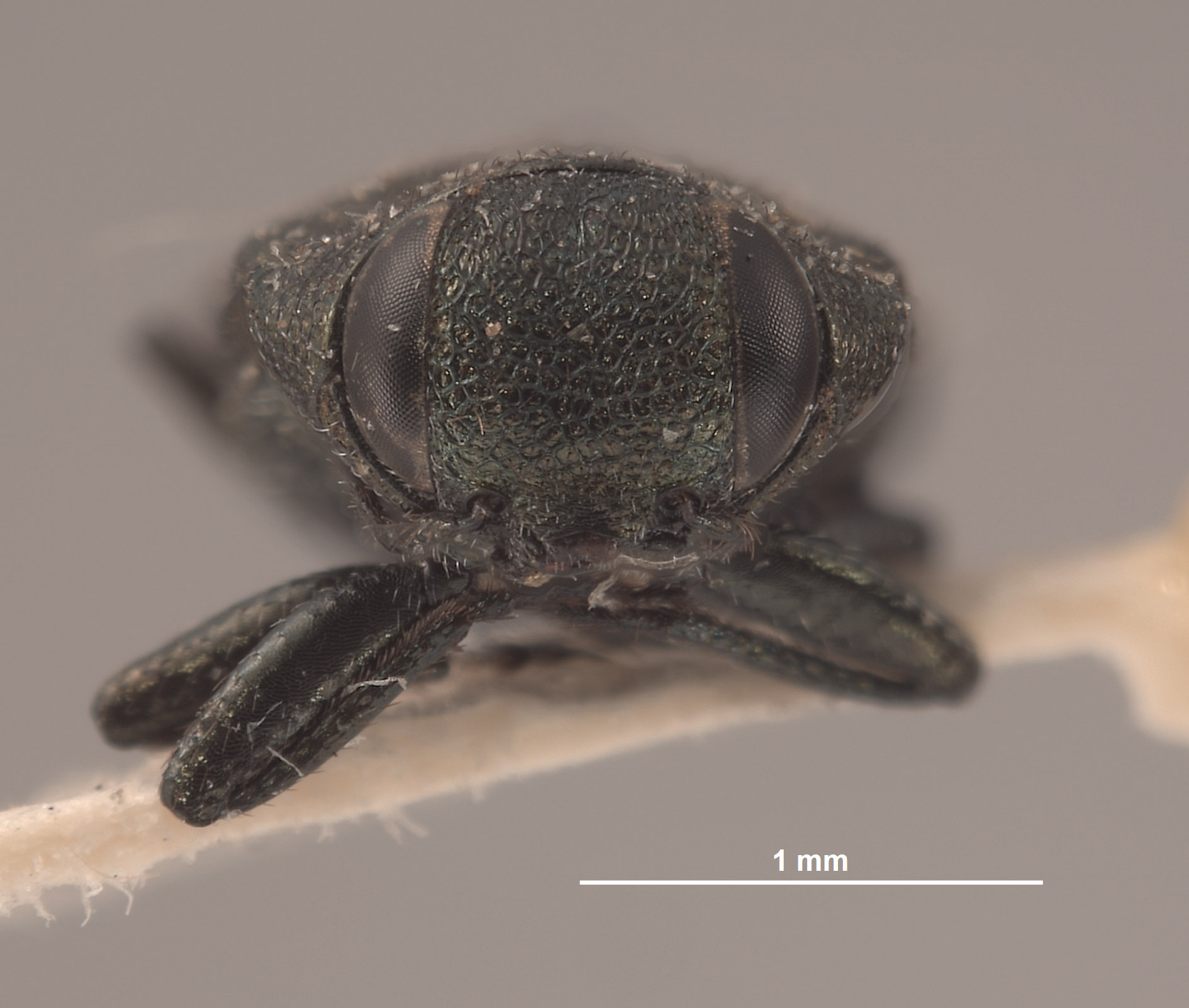 Anthaxia porella image