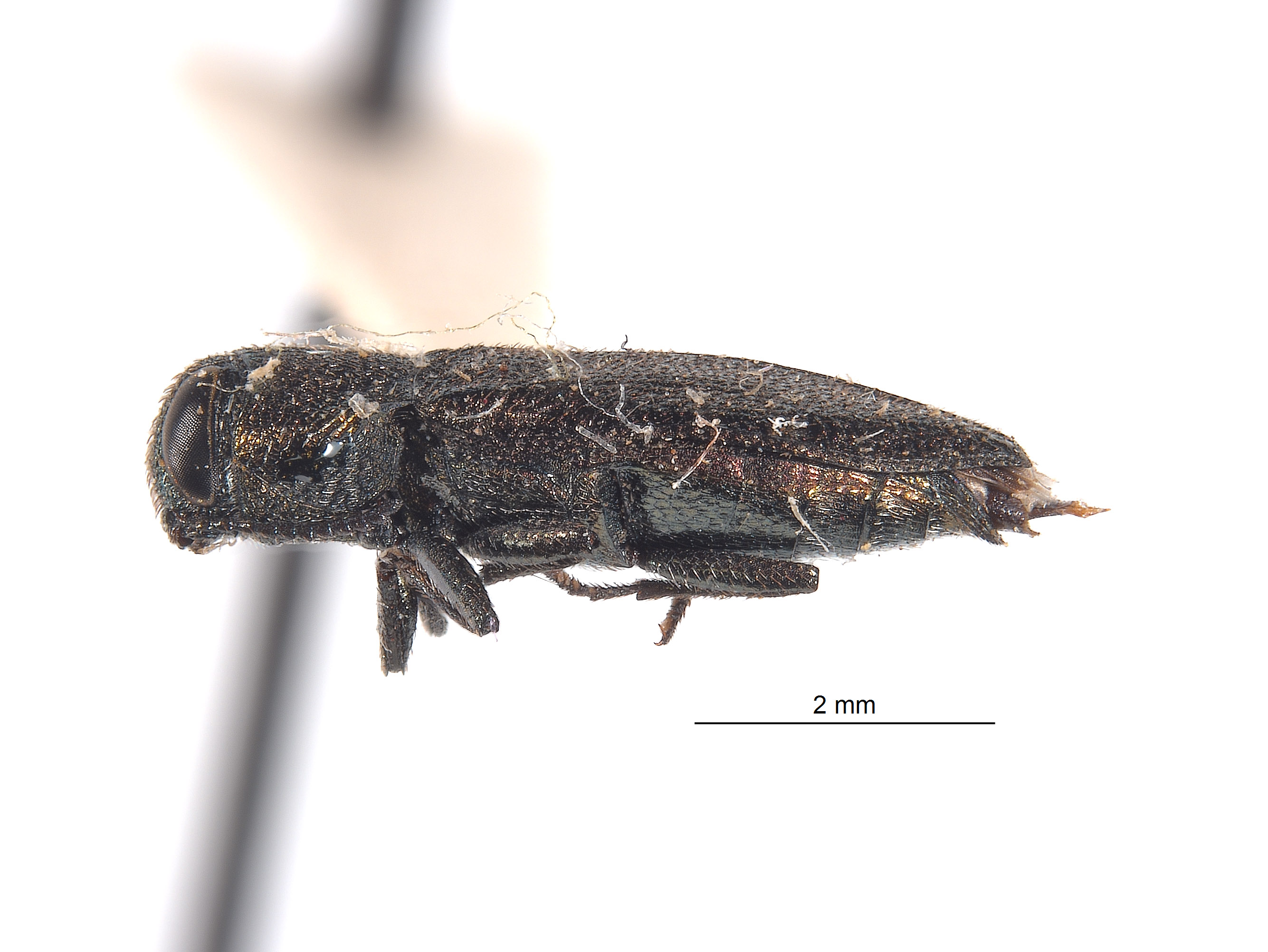 Anthaxia porella image