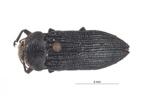 Image of Polycesta deserticola