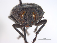 Polycesta deserticola image