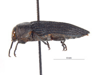 Polycesta deserticola image