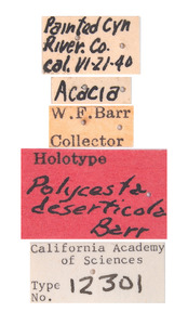 Polycesta deserticola image