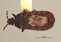 Neuroctenus chilensis image