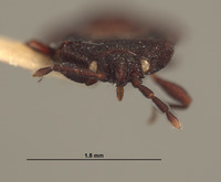 Neuroctenus chilensis image