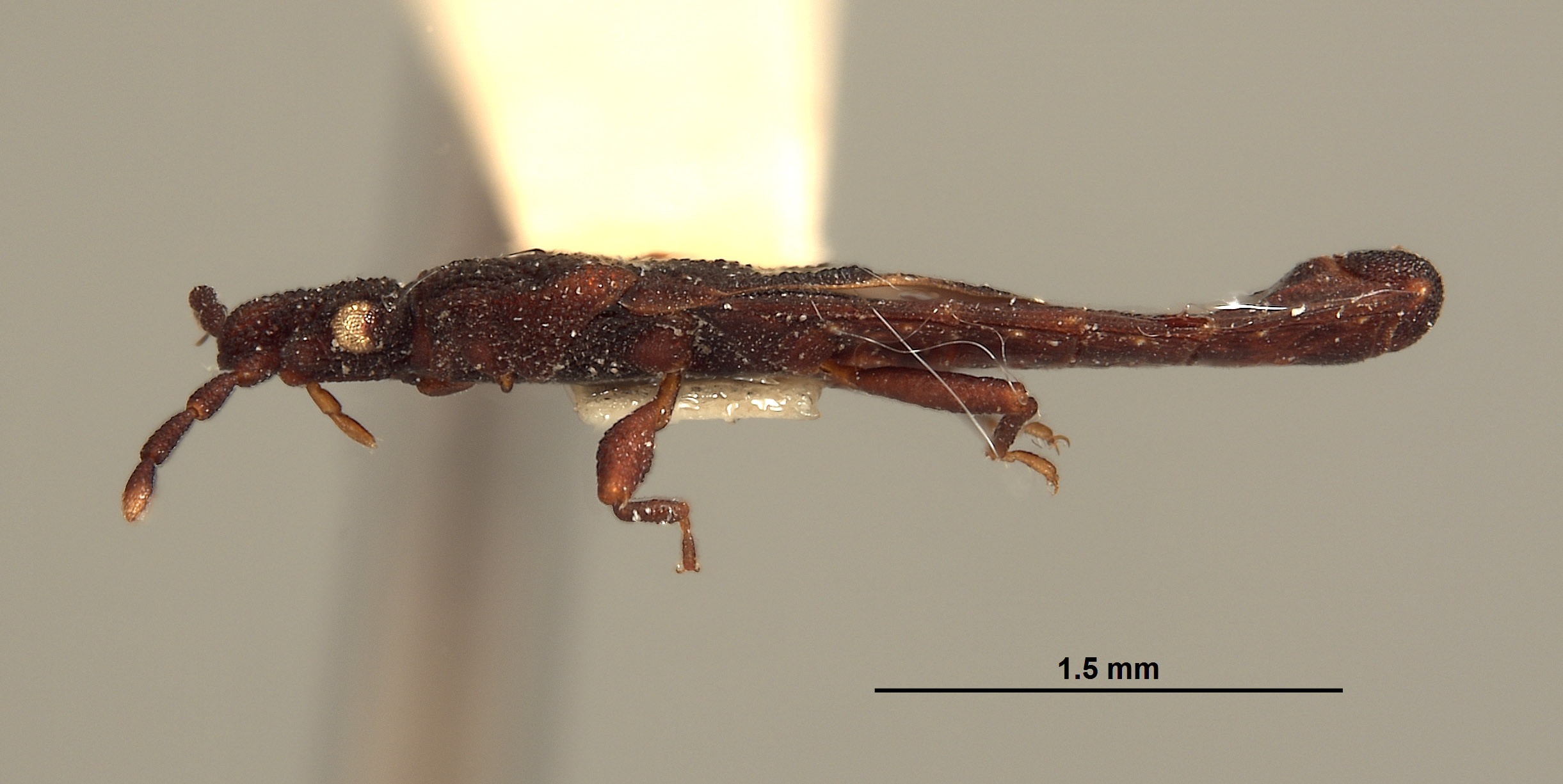 Neuroctenus chilensis image